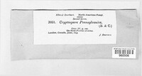 Cryptospora pennsylvanica image
